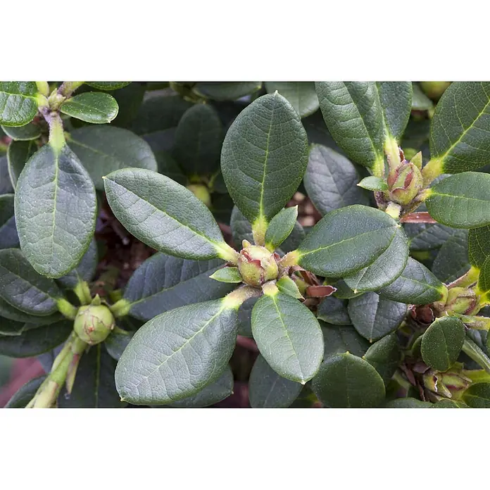Pflanzen für dich Rhododendron 30-40 cm - Rhododendron 'Homer', Blütenfarbe: Rot - Nahaufnahme einer Pflanze mit dunkelgrünen, glänzenden Blättern und rötlich-grünen Blütenknospen.