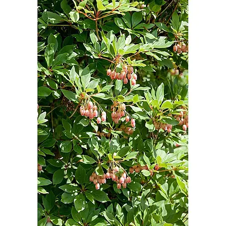 Pflanzen für dich  Rhododendron 30-40 cm