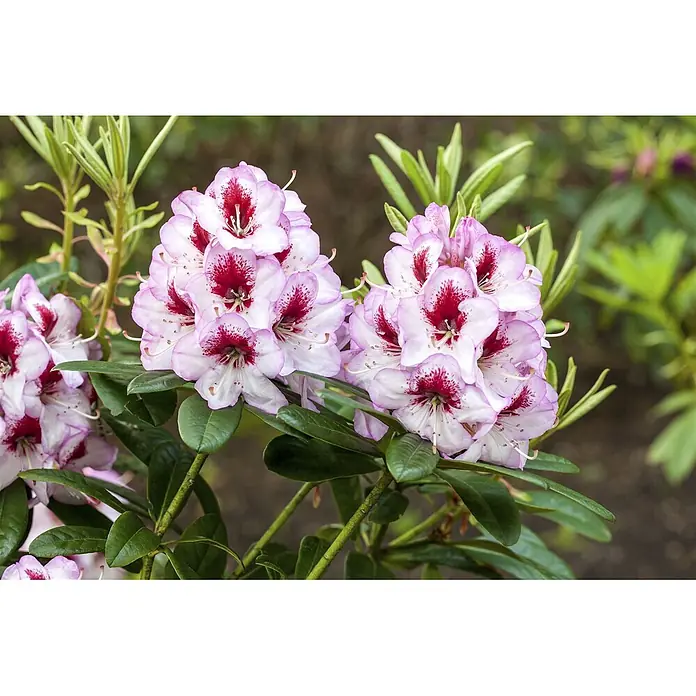 Pflanzen für dich Rhododendron 30-40 cm - Rhododendron Hybr. 'Cassata', Blütenfarbe: Weiß - Blühende Blütenstände in Weiß und Rosa mit leuchtend roten Zentren und dunkelgrünen Blättern.