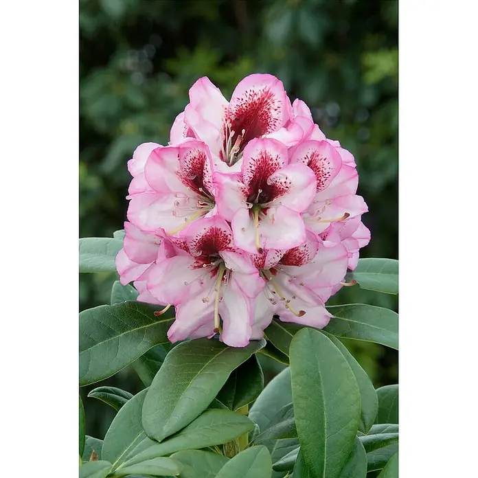 Pflanzen für dich Rhododendron 30-40 cm - Rhododendron Hybr. 'Cassata', Blütenfarbe: Weiß - Eine Gruppe rosafarbener und weißer Blüten mit auffälligen dunkelroten Flecken, umgeben von dunkelgrünen Blättern.