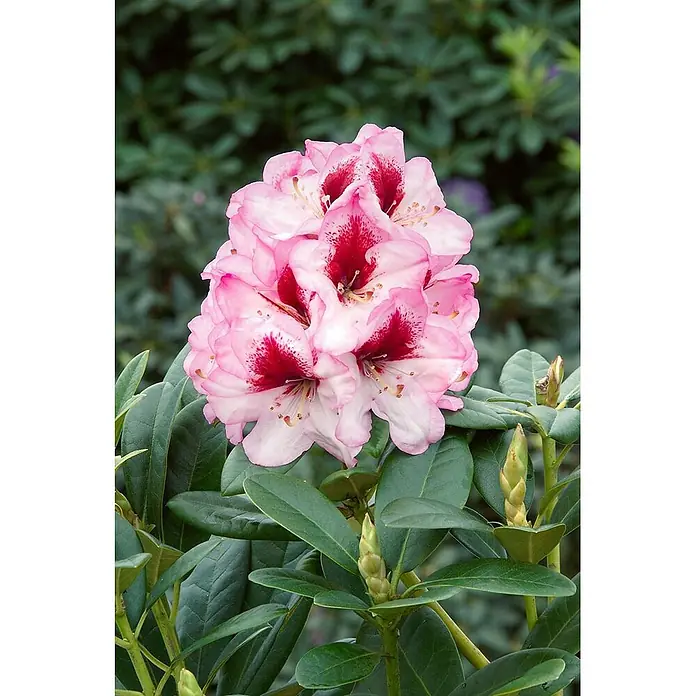 Pflanzen für dich Rhododendron 30-40 cm - Rhododendron Hybr. 'Cassata', Blütenfarbe: Weiß - Rosa Rhododendronblüten mit dunkelroten Zentren, mit üppigen grünen Blättern und Knospen.