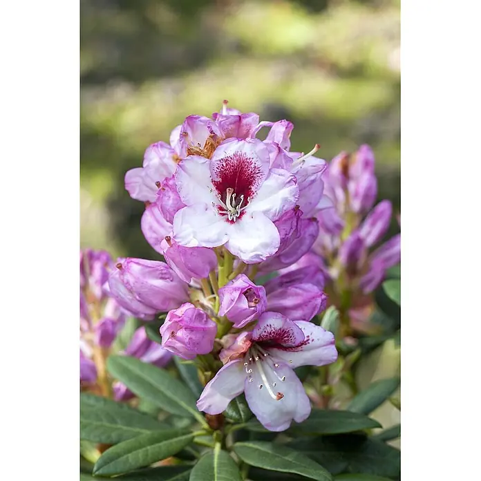 Pflanzen für dich Rhododendron 30-40 cm - Rhododendron Hybr. 'Cassata', Blütenfarbe: Weiß - Nahaufnahme einer leuchtenden Rhododendronblüte mit weiß-rosa Blütenblättern, einer dunkelrot gefleckten Kehle, umgeben von lila Knospen und grünen Blättern.