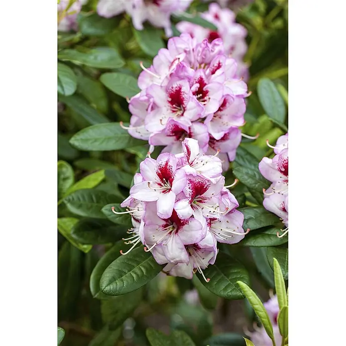 Pflanzen für dich Rhododendron 30-40 cm - Rhododendron Hybr. 'Cassata', Blütenfarbe: Weiß - Büschel von rosafarbenen Rhododendronblüten mit auffälligen dunkelroten Flecken und prominenten Staubblättern, eingebettet in grünes Laub.