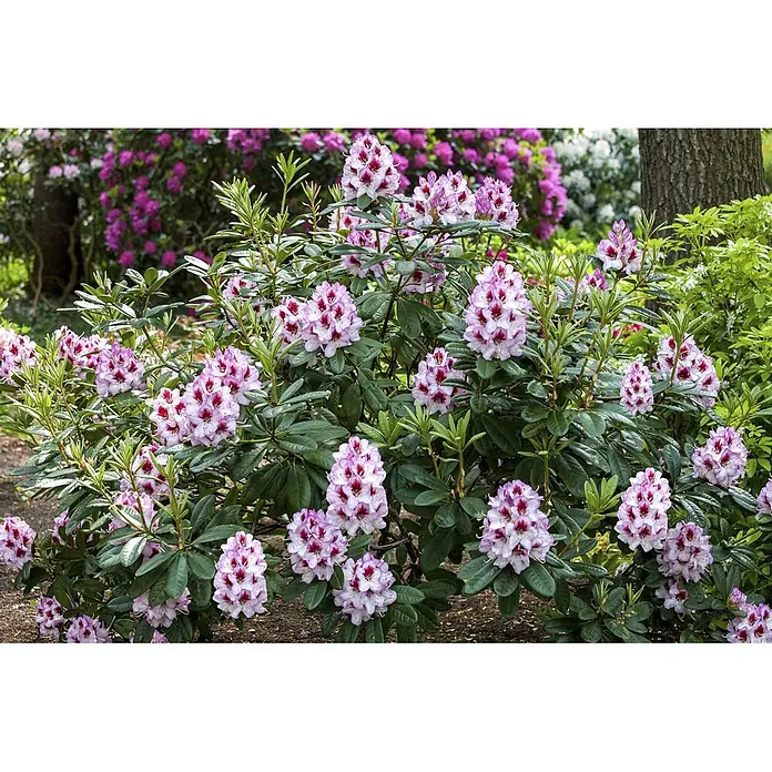 Pflanzen für dich Rhododendron 30-40 cm - Rhododendron Hybr. 'Cassata', Blütenfarbe: Weiß - Blühender Rhododendronstrauch mit hellvioletten Blüten und dunkelroten Zentren, in einem lebendigen Garten.