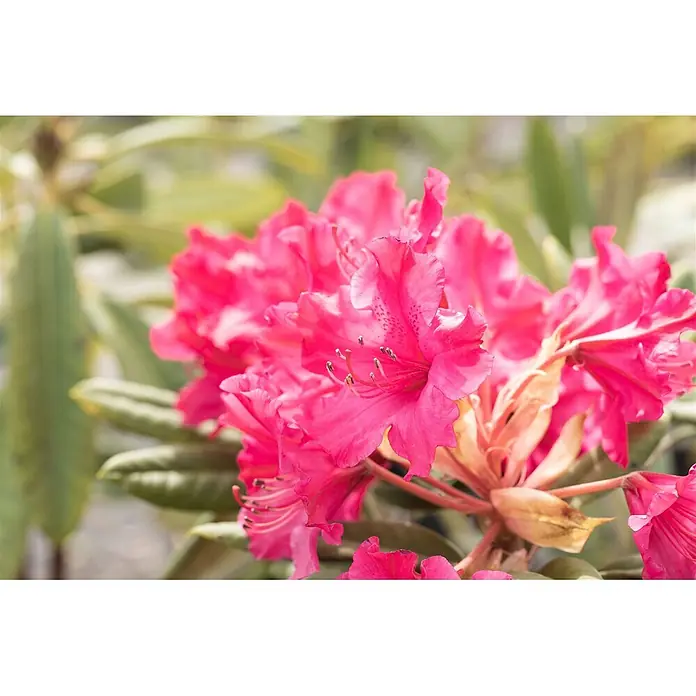 Pflanzen für dich Rhododendron 30-40 cm - Rhododendron smirnowii 'Weinlese', Blütenfarbe: Rot - Leuchtend pinke Blumen in voller Blüte mit sichtbaren Staubblättern.