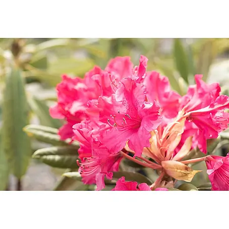 Pflanzen für dich  Rhododendron 30-40 cm