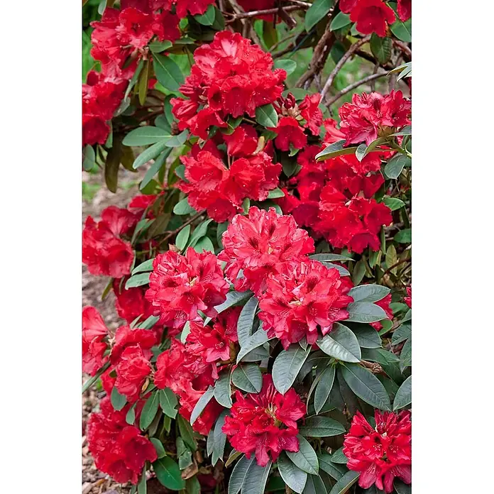 Pflanzen für dich Rhododendron 30-40 cm - Rhododendron smirnowii 'Weinlese', Blütenfarbe: Rot - Leuchtend rote Rhododendronblüten mit grünen Blättern an einem üppigen Strauch.