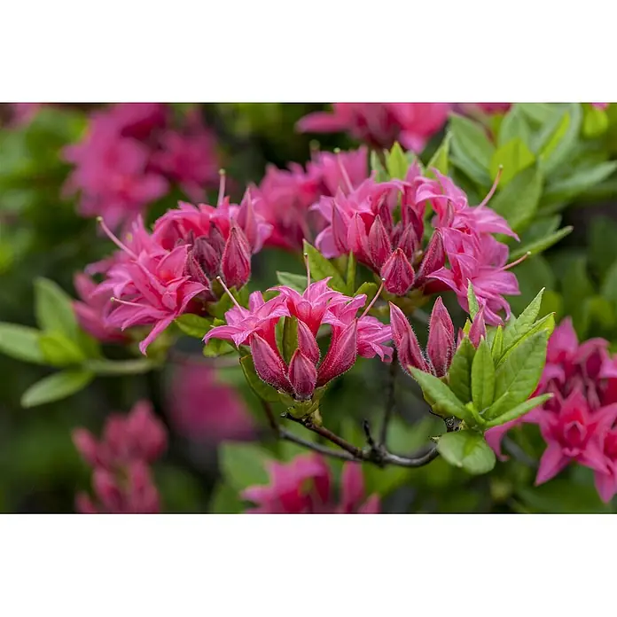 Pflanzen für dich Rhododendron 40-50 cm - Rhododendron luteum 'Homebush', Blütenfarbe: Rosa - Leuchtend rosa Blüten und Knospen an einer grünen Pflanze.