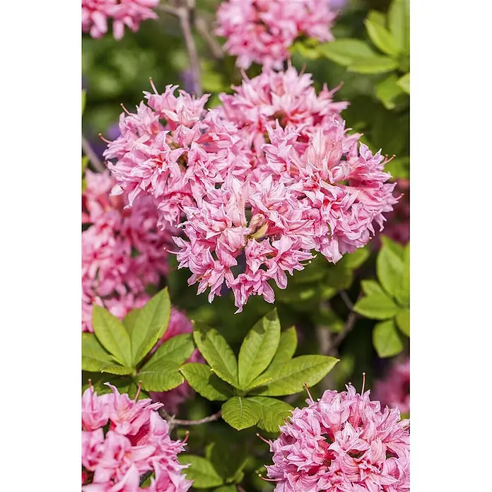 Pflanzen für dich Rhododendron 40-50 cm - Rhododendron luteum 'Homebush', Blütenfarbe: Rosa - Dichte Büschel leuchtend rosa Azaleenblüten mit grünen Blättern an einer blühenden Pflanze.