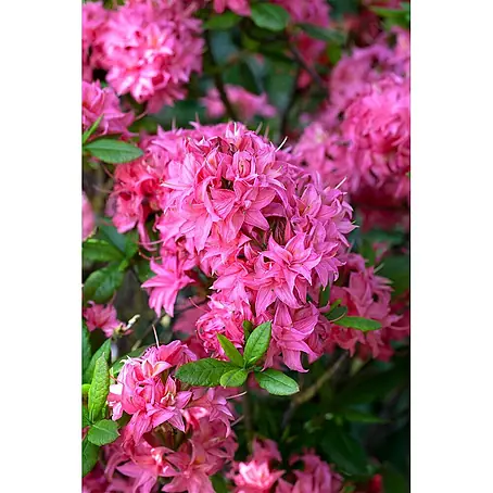 Pflanzen für dich  Rhododendron 30-40 cm