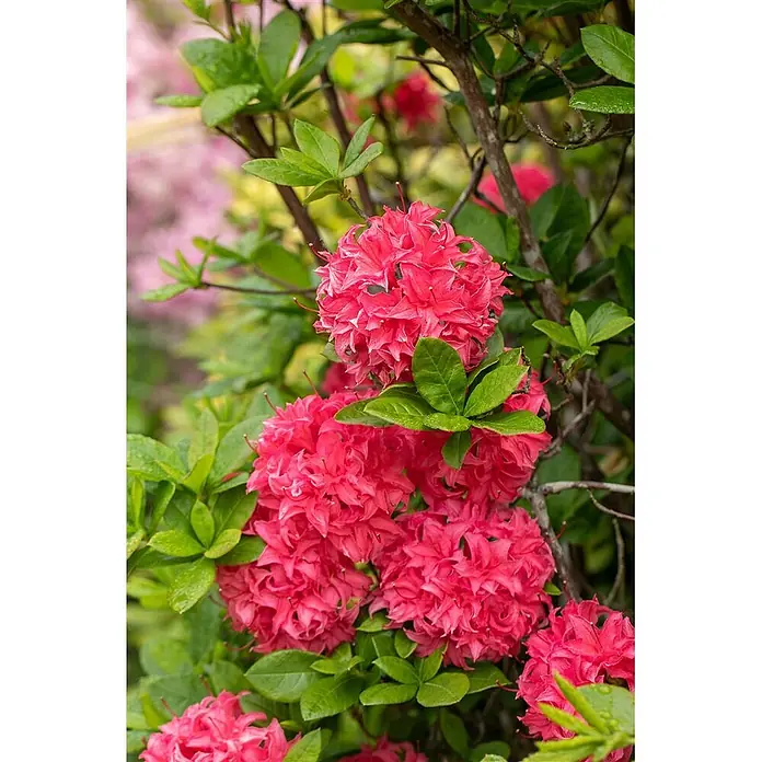 Pflanzen für dich Rhododendron 40-50 cm - Rhododendron luteum 'Homebush', Blütenfarbe: Rosa - Lebhafte pink-koralle Blütencluster mit grünen Blättern an einem üppigen Strauch.