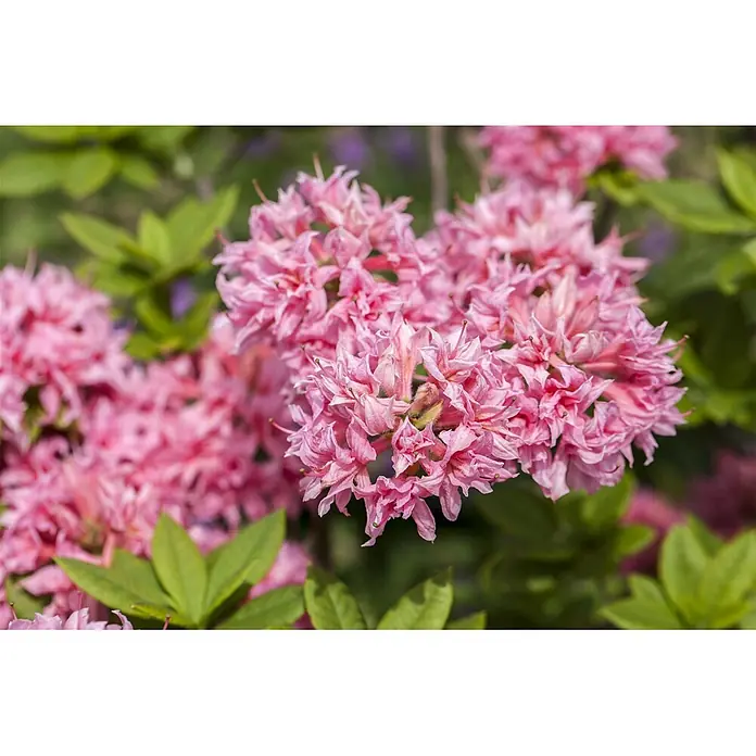 Pflanzen für dich Rhododendron 40-50 cm - Rhododendron luteum 'Homebush', Blütenfarbe: Rosa - Büschel leuchtend rosa Azaleenblüten in voller Blüte.