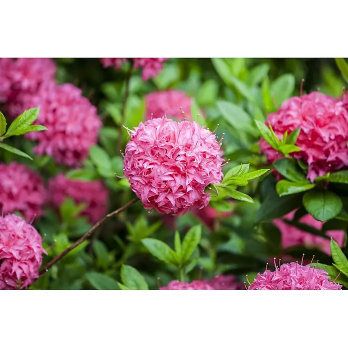 Pflanzen für dich Rhododendron 40-50 cm - Rhododendron luteum 'Homebush', Blütenfarbe: Rosa - Eine leuchtende Ansammlung rosafarbener Azaleenblüten, die zwischen grünen Blättern blühen.