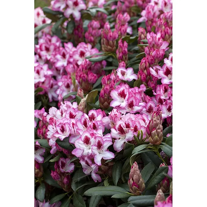 Pflanzen für dich Rhododendron 30-40 cm - Rhododendron 'Hachmann's Charmant', Blütenfarbe: Rosa - Eine lebendige Gruppe rosa-weißer Rhododendronblüten mit tiefrosa Zentren und grünen Blättern, einige noch in Knospe.
