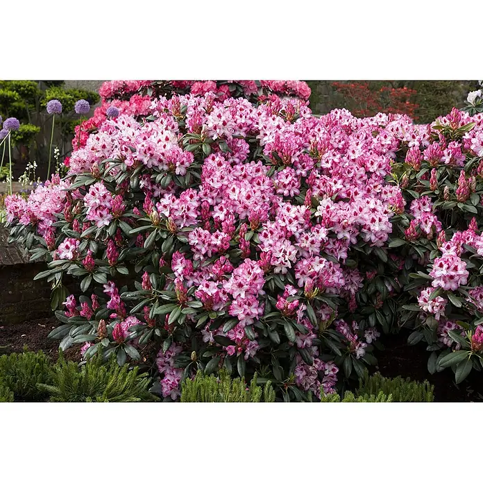 Pflanzen für dich Rhododendron 30-40 cm - Rhododendron 'Hachmann's Charmant', Blütenfarbe: Rosa - Ein großer, dichter Rhododendronbusch mit zahlreichen rosa-weißen Blüten und dunkelgrünen Blättern in einem Garten.