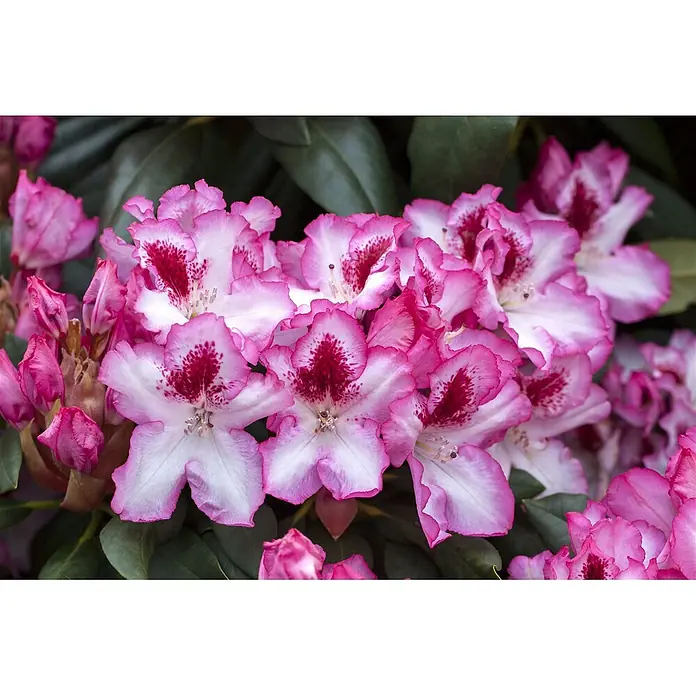 Pflanzen für dich Rhododendron 30-40 cm - Rhododendron 'Hachmann's Charmant', Blütenfarbe: Rosa - Gruppe rosa-weißer Rhododendronblüten mit tiefroten Zentren.