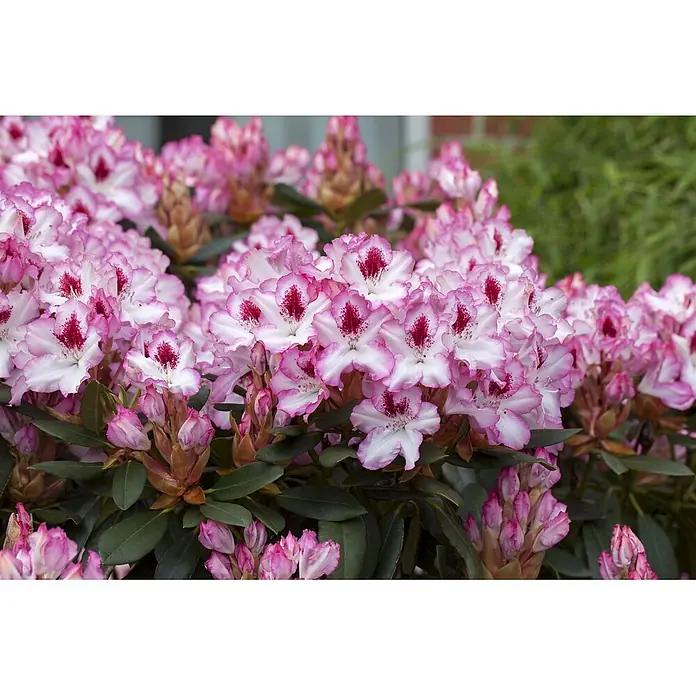 Pflanzen für dich Rhododendron 30-40 cm - Rhododendron 'Hachmann's Charmant', Blütenfarbe: Rosa - Nahaufnahme von lebhaften rosa-weißen Rhododendronblüten mit gekräuselten Rändern und dunkelroten Zentren.
