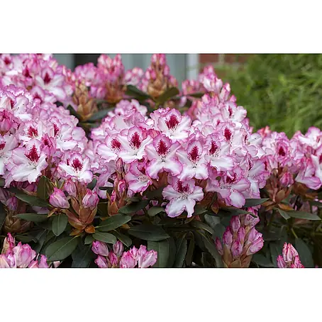 Pflanzen für dich  Rhododendron 30-40 cm