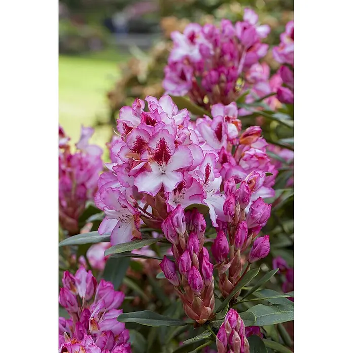 Pflanzen für dich Rhododendron 30-40 cm - Rhododendron 'Hachmann's Charmant', Blütenfarbe: Rosa - Ein lebendiger Blütenstand aus rosa-weißen Rhododendren mit rot-rosa Sprenkeln, teils offen, teils als Knospen.