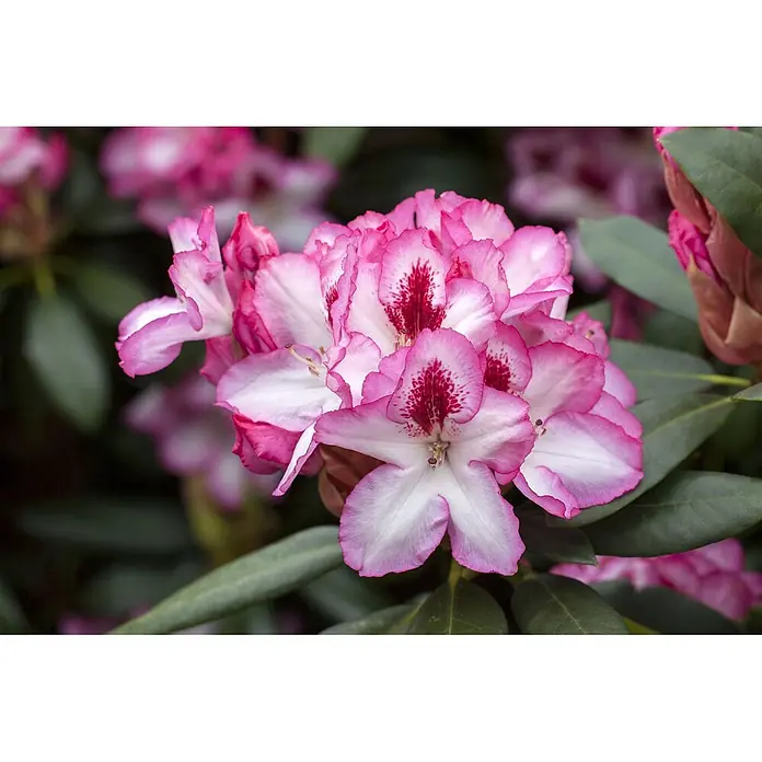 Pflanzen für dich Rhododendron 30-40 cm - Rhododendron 'Hachmann's Charmant', Blütenfarbe: Rosa - Blütenstand aus rosa-weißen Blüten mit gewellten Rändern und roten gesprenkelten Zentren, umgeben von grünen Blättern.