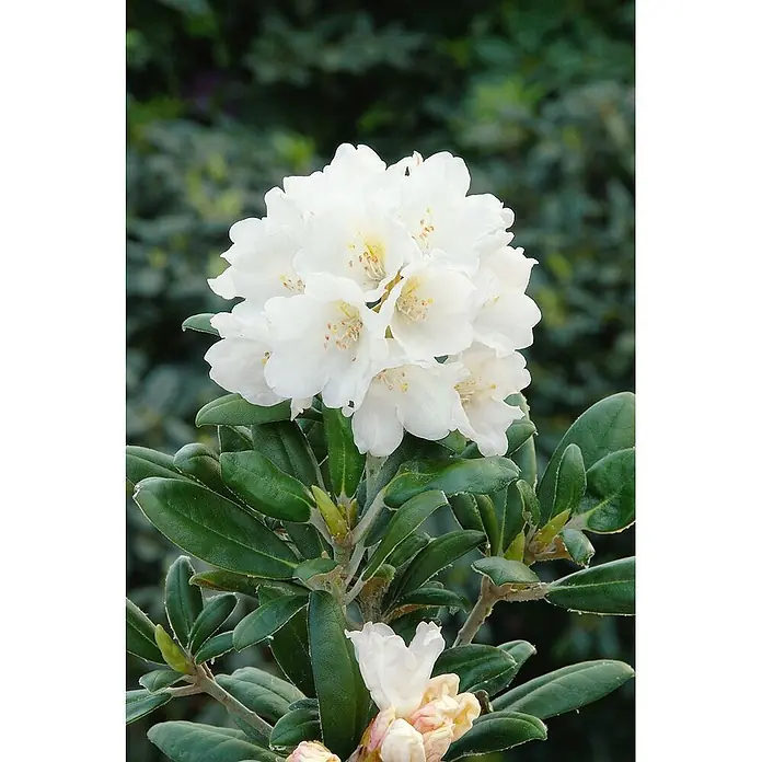 Pflanzen für dich Zwergrhododendron 30-40 cm - Rhododendron yakushimanum 'Schneekissen', Weiß - Gruppe weißer Rhododendronblüten mit gelben Zentren, blühend an einer Pflanze mit dunkelgrünen Blättern.