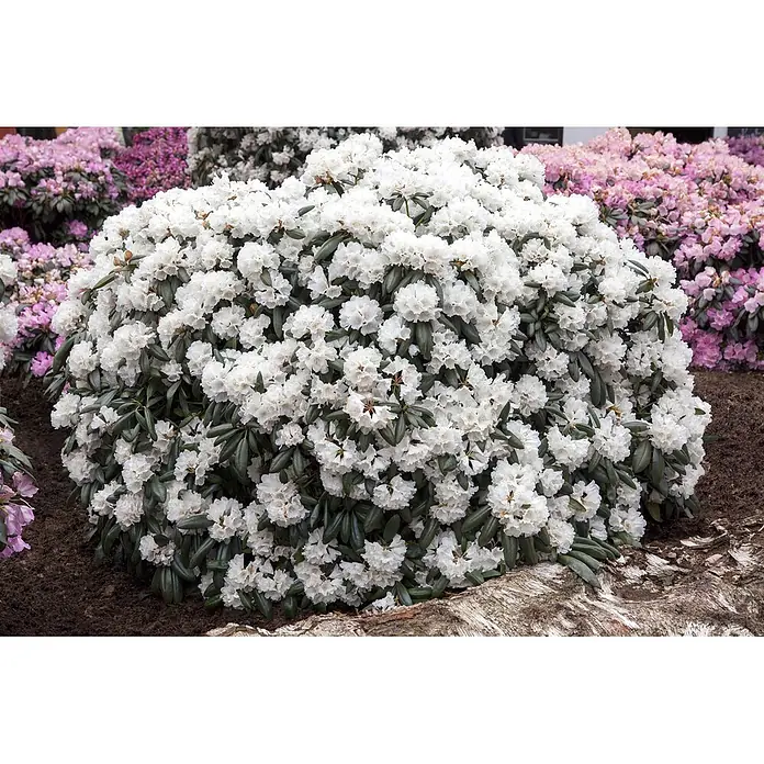 Pflanzen für dich Zwergrhododendron 30-40 cm - Rhododendron yakushimanum 'Schneekissen', Weiß - Großer weißer Rhododendronbusch blüht prächtig in einem Garten, umgeben von rosa Blüten.