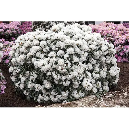 Pflanzen für dich  Rhododendron 30-40 cm