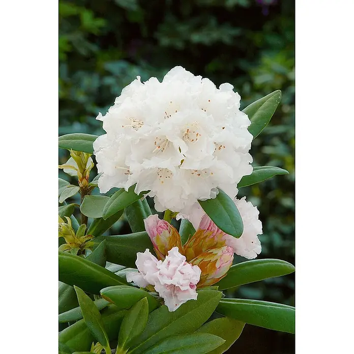 Pflanzen für dich Zwergrhododendron 30-40 cm - Rhododendron yakushimanum 'Schneekissen', Weiß - Nahaufnahme von weißen Rhododendronblüten mit rosa Knospen und grünen Blättern.