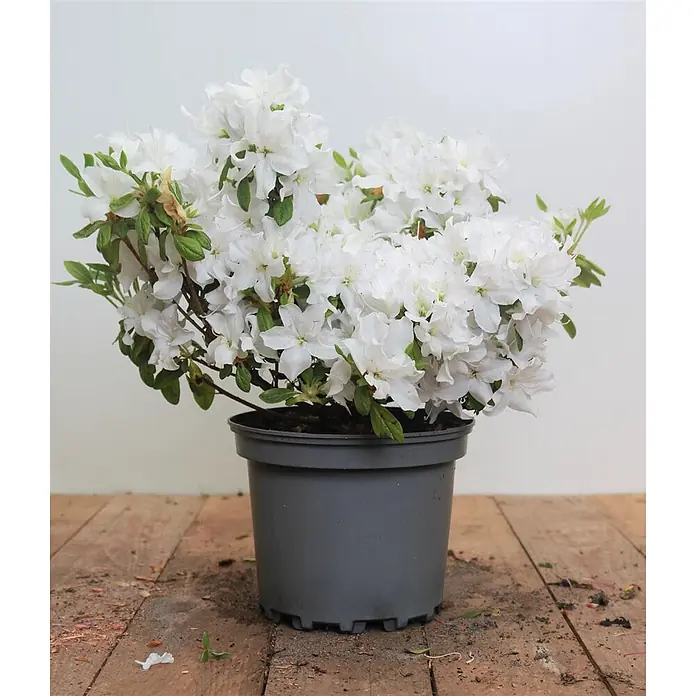 Pflanzen für dich Rhododendron 15-20 cm - Rhododendron obtusum 'Kermesina Alba', Blütenfarbe: Weiß - Weiße Azaleenpflanze in grauem Topf, voller Blüten.