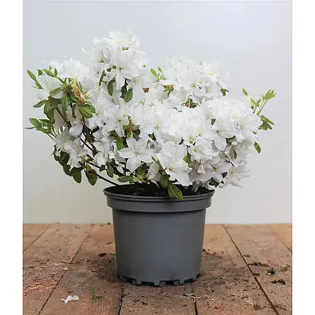 Pflanzen für dich  Rhododendron 15-20 cm