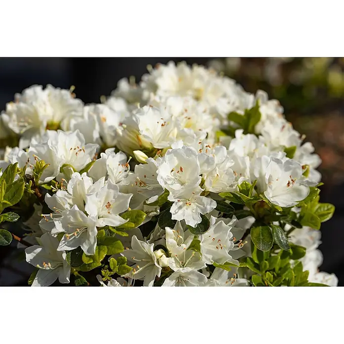 Pflanzen für dich Japanische Azalee 20-25 cm - Rhododendron obtusum 'Adonis', Rot - Blütencluster weißer Azaleen mit kleinen grünen Blättern und orangebraunen Staubblättern.