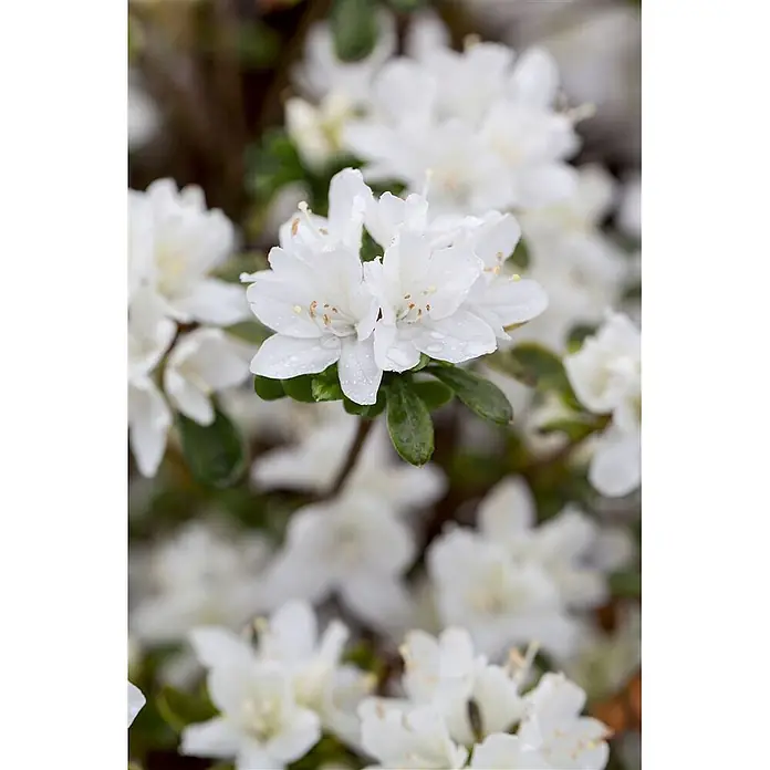 Pflanzen für dich Rhododendron 15-20 cm - Rhododendron obtusum 'Kermesina Alba', Blütenfarbe: Weiß - Weiße Blüten mit Wassertropfen auf grünen Blättern.