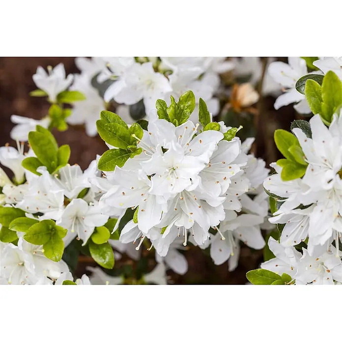 Pflanzen für dich Japanische Azalee 20-25 cm - Rhododendron obtusum 'Fairy Dreams Inas Diamond', Mehrfarbig - Wunderschöne weiße Blüten mit auffälligen Staubblättern, umgeben von üppig grünen Blättern.