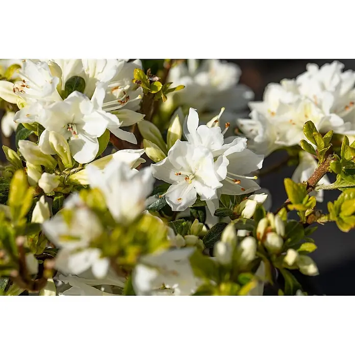 Pflanzen für dich Rhododendron 15-20 cm - Rhododendron obtusum 'Kermesina Alba', Blütenfarbe: Weiß - Weiße Azaleenblüten in voller Blüte mit grünen Blättern.
