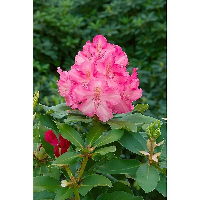 Pflanzen für dich Rhododendron 60-70 cm - Rhododendron 'Anastasia', Blütenfarbe: Mehrfarbig - Lebhaft pinkfarbene Rhododendronblüten an einem grünen Strauch mit dunklerem Blattwerk und roten Knospen.