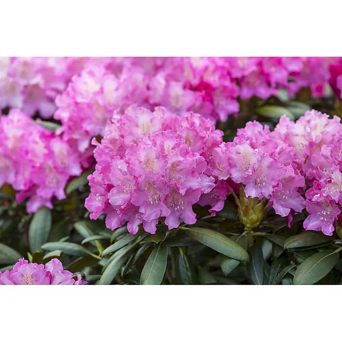Pflanzen für dich Rhododendron 60-70 cm - Rhododendron 'Anastasia', Blütenfarbe: Mehrfarbig - Leuchtend rosa Rhododendronblüten blühen zwischen grünen Blättern.