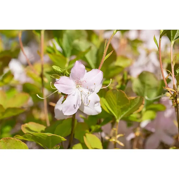Pflanzen für dich Rhododendron 40-50 cm - Rhododendron schlippenbachii, Blütenfarbe: Rosa - Eine zartrosa Blume mit rötlichen Sprenkeln und langen weißen Staubblättern, blühend zwischen grünen Blättern.