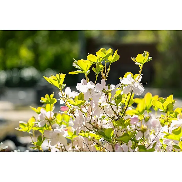 Pflanzen für dich Rhododendron 40-50 cm - Rhododendron schlippenbachii, Blütenfarbe: Rosa - Nahaufnahme zarter hellrosa und weißer Blüten zwischen leuchtend grünen Blättern, im Sonnenlicht gebadet.
