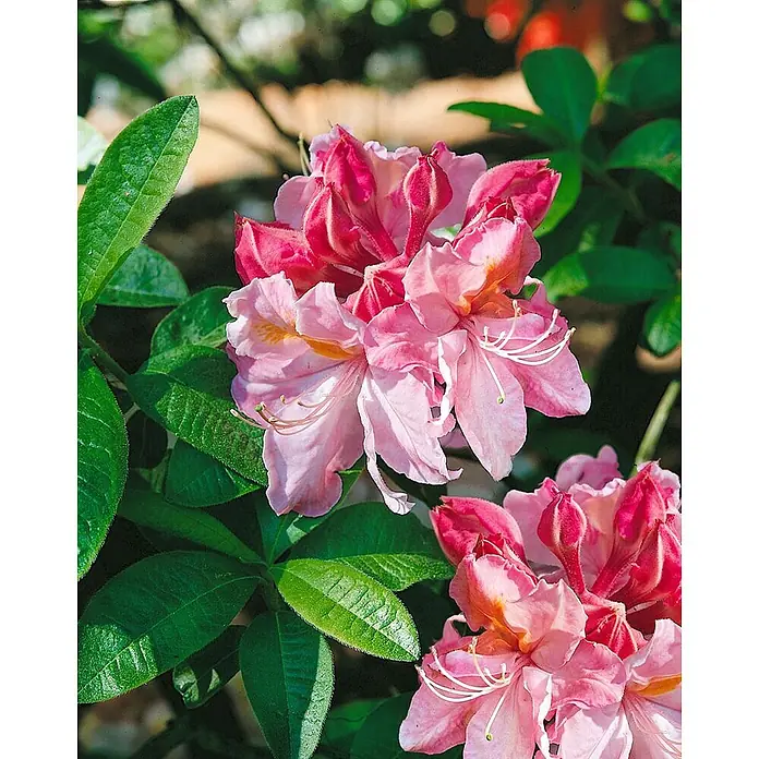 Pflanzen für dich Rhododendron 30-40 cm - Rhododendron luteum 'Cecile', Blütenfarbe: Gelb - Blühende rosa Blüten mit auffälligen weißen Staubblättern und frischen grünen Blättern.