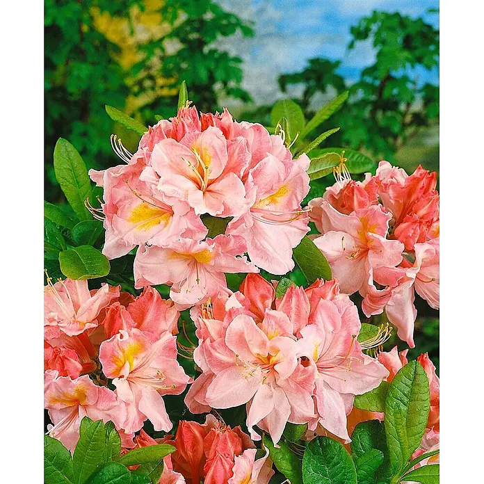 Pflanzen für dich Rhododendron 30-40 cm - Rhododendron luteum 'Cecile', Blütenfarbe: Gelb - Blühende Gruppe rosa-korallfarbener Blumen mit gelben Mitten, umgeben von grünen Blättern.