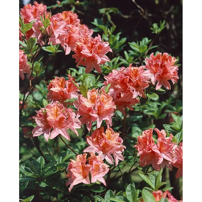 Pflanzen für dich Rhododendron 30-40 cm - Rhododendron luteum 'Cecile', Blütenfarbe: Gelb - Leuchtende pinke und orangefarbene Azaleenblüten mit grünen Blättern.