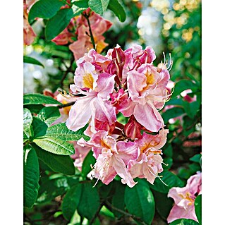Pflanzen fr dich Rhododendron 50-60 cm online kaufen bei BAUHAUS
