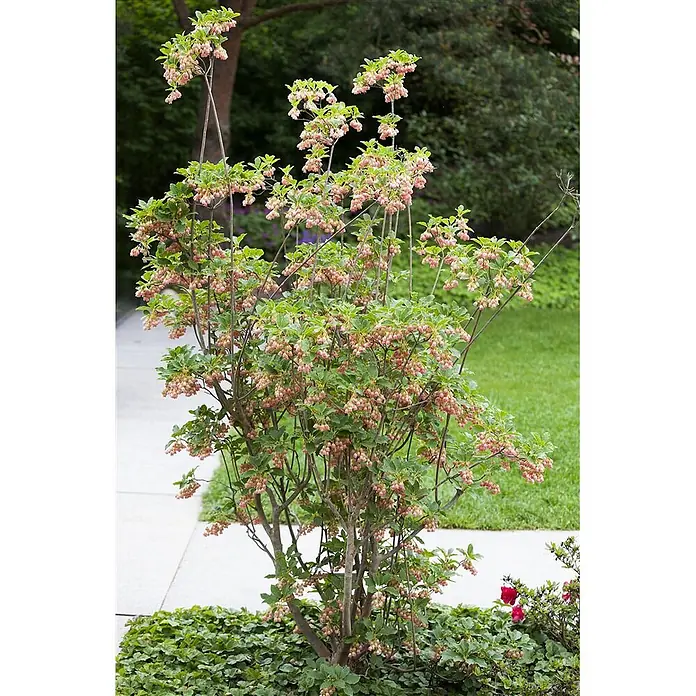 Pflanzen für dich Rhododendron 40-60 cm - Enkianthus campanulatus, Blütenfarbe: Creme - Blühender Strauch mit grünen Blättern und zahlreichen zarten rosa glockenförmigen Blüten in einem Garten.