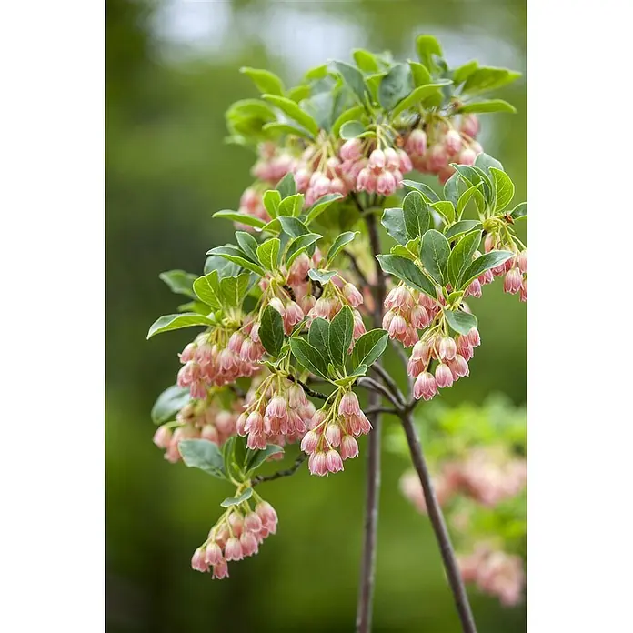 Pflanzen für dich Rhododendron 40-60 cm - Enkianthus campanulatus, Blütenfarbe: Creme - Rosafarbene, glockenförmige Blüten hängen in Büscheln an grünen, belaubten Zweigen.