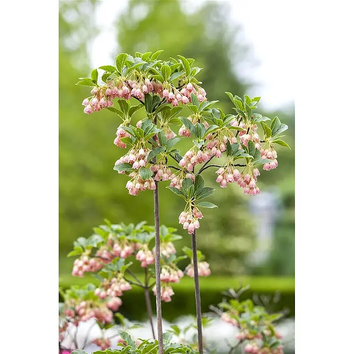 Pflanzen für dich Rhododendron 40-60 cm - Enkianthus campanulatus, Blütenfarbe: Creme - Pflanze mit Büscheln rosafarbener, glockenförmiger Blüten und grünen Blättern an dunklen Stielen.