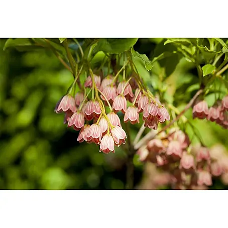 Pflanzen für dich  Rhododendron Japanischer Glockenstrauch