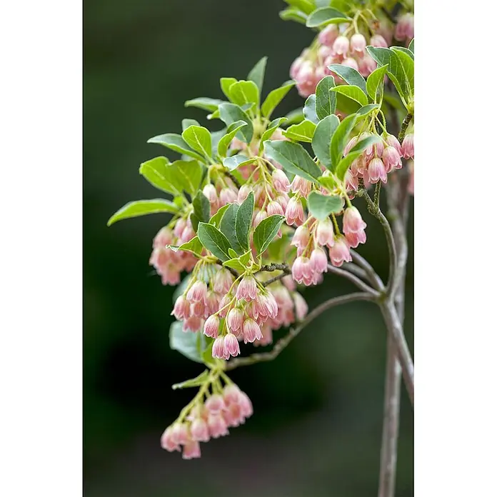 Pflanzen für dich Rhododendron 40-60 cm - Enkianthus campanulatus, Blütenfarbe: Creme - Zarte rosa glockenförmige Blüten mit grünen Blättern an einem Pflanzenzweig.