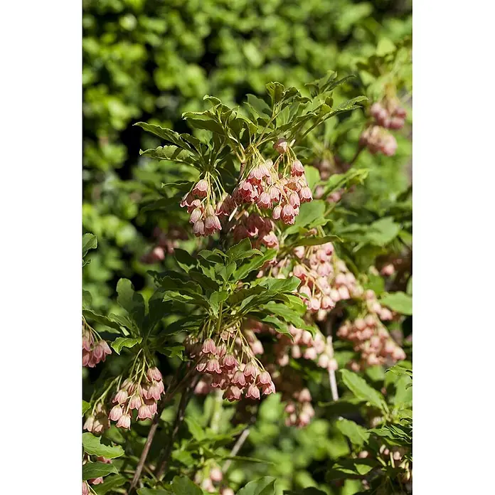 Pflanzen für dich Rhododendron 40-60 cm - Enkianthus campanulatus, Blütenfarbe: Creme - Eine Pflanze mit Büscheln kleiner, glockenförmiger rosa Blüten, die zwischen grünen Blättern herabhängen.