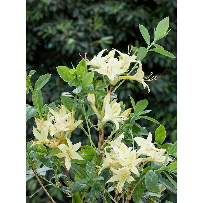 Pflanzen für dich Rhododendron 30-40 cm - Rhododendron viscosum 'Lemon Drop', Blütenfarbe: Gelb - Eine Pflanze mit Büscheln hellgelber, trompetenförmiger Blüten und grünen Blättern.