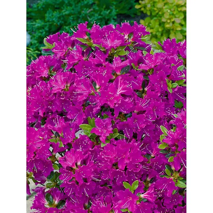 Pflanzen für dich Rhododendron 15-20 cm - Rhododendron obtusum 'Purpurtraum', Blütenfarbe: Violett - Dichter Busch mit leuchtend magentafarbenen Azaleenblüten.